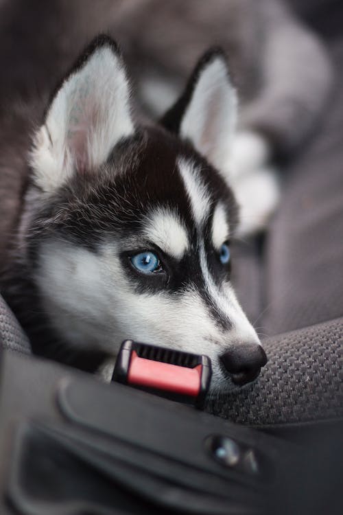 Siberian Husky