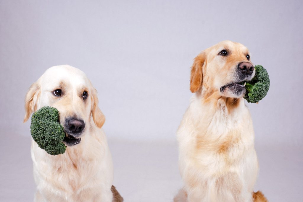 dog eat broccoli