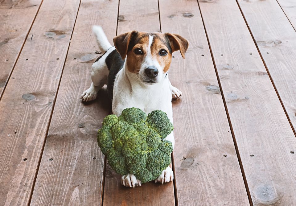 dog eat broccoli