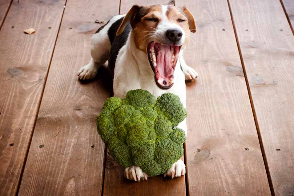 dog eat broccoli