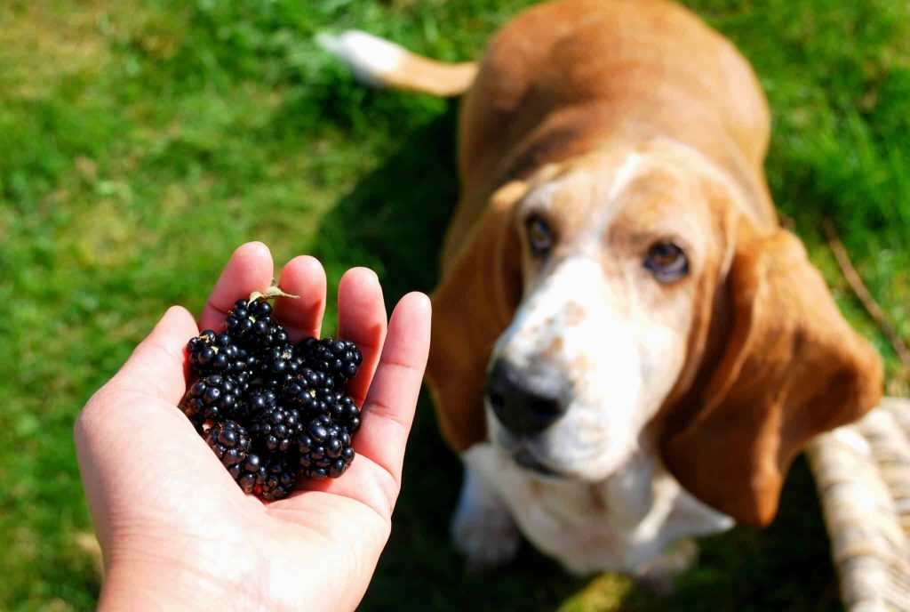 dog eats blackberries