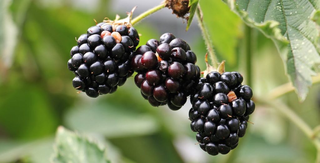 dog eats blackberries