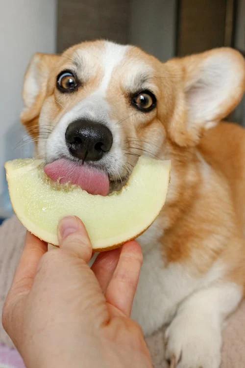 dog eats cantaloupe