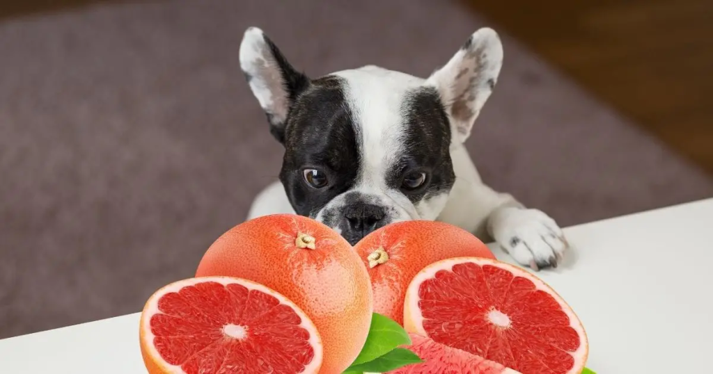 dog eats grapefruit