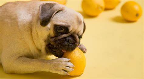 dog eats lemons