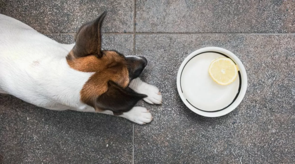 dog eats lemons