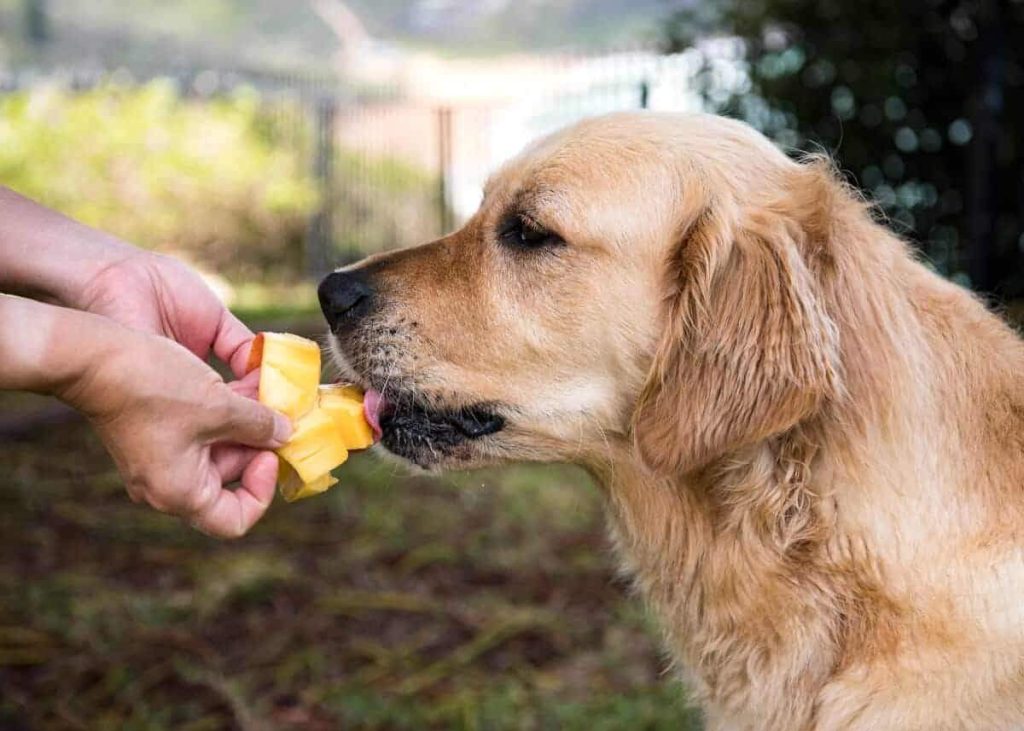 dog eats mangos