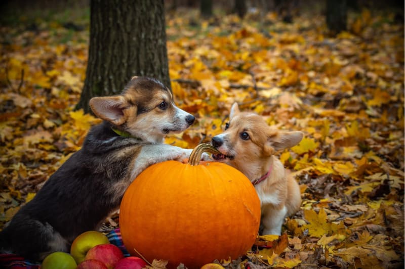 dog eats pumpkin