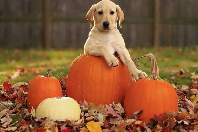 dog eats pumpkin