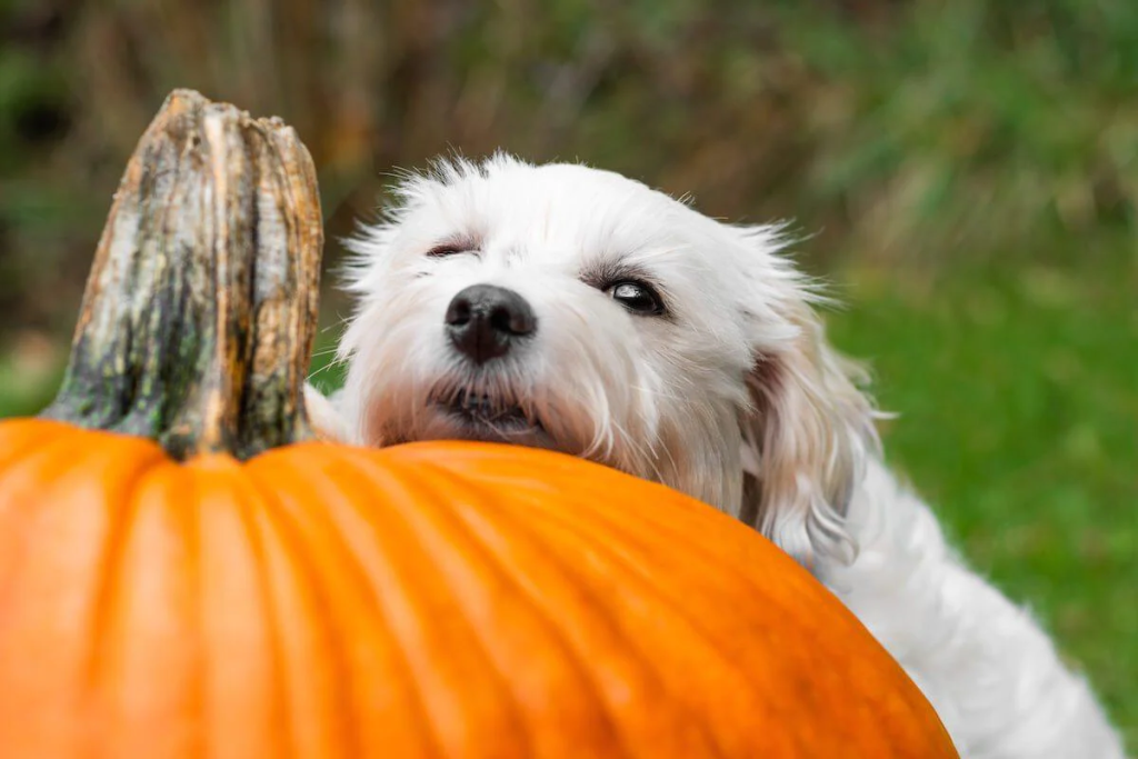 dog eats pumpkin