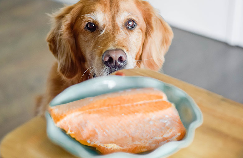 dog eats salmon