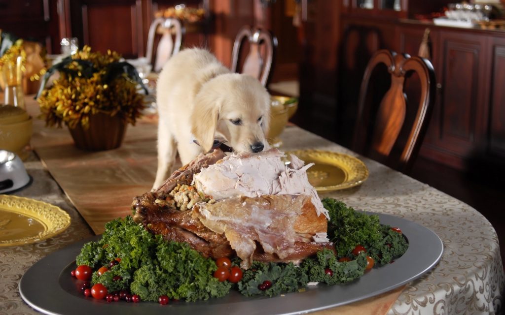 dog eats turkey