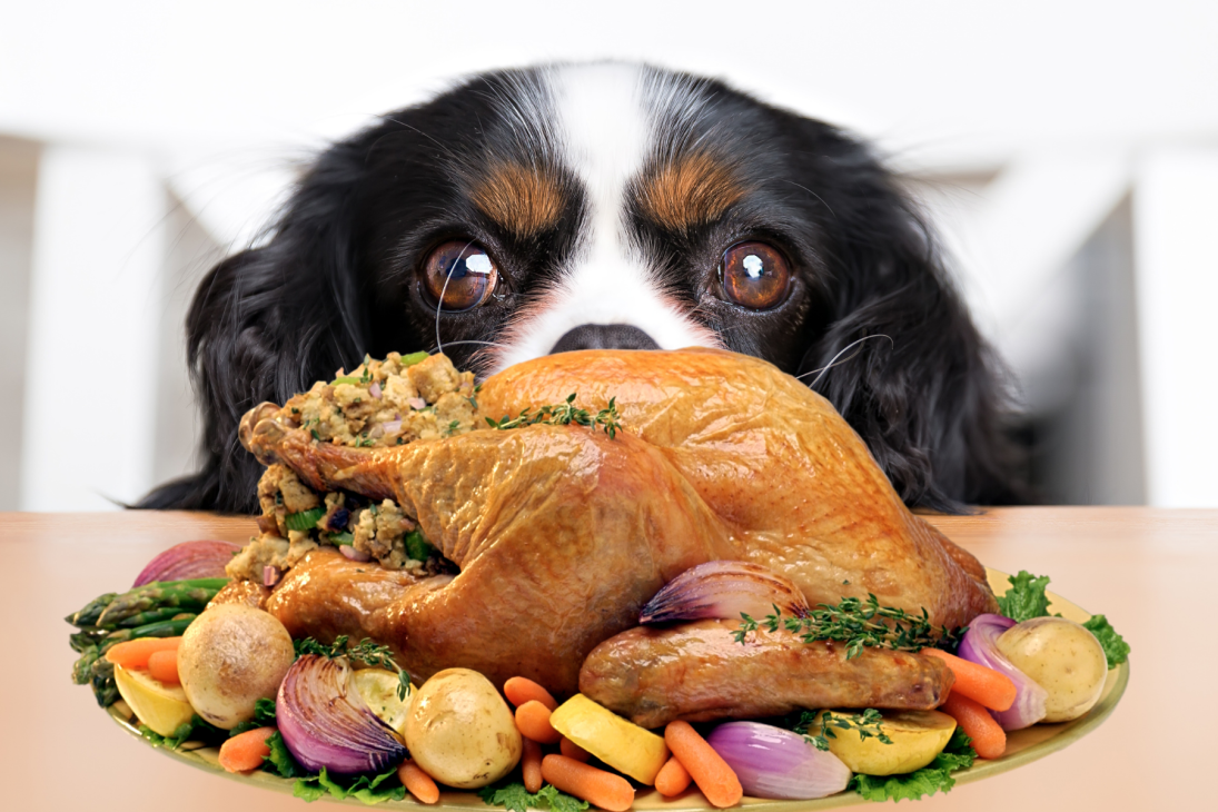 dog eats turkey