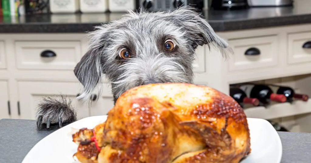 dog eats turkey