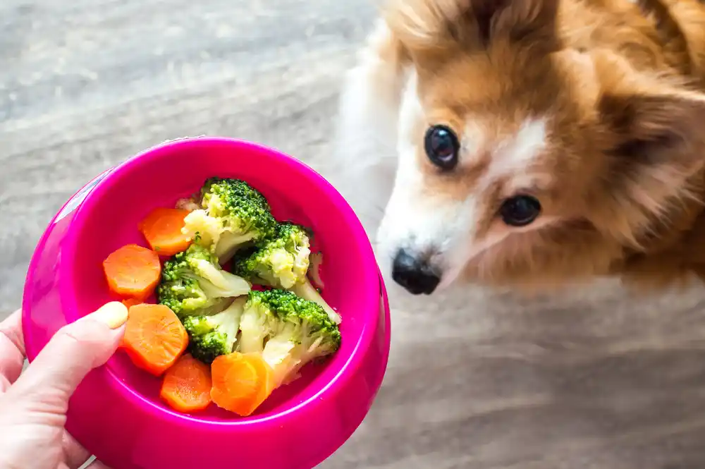dog eats vegetables