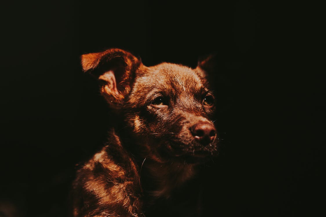 dog in dark