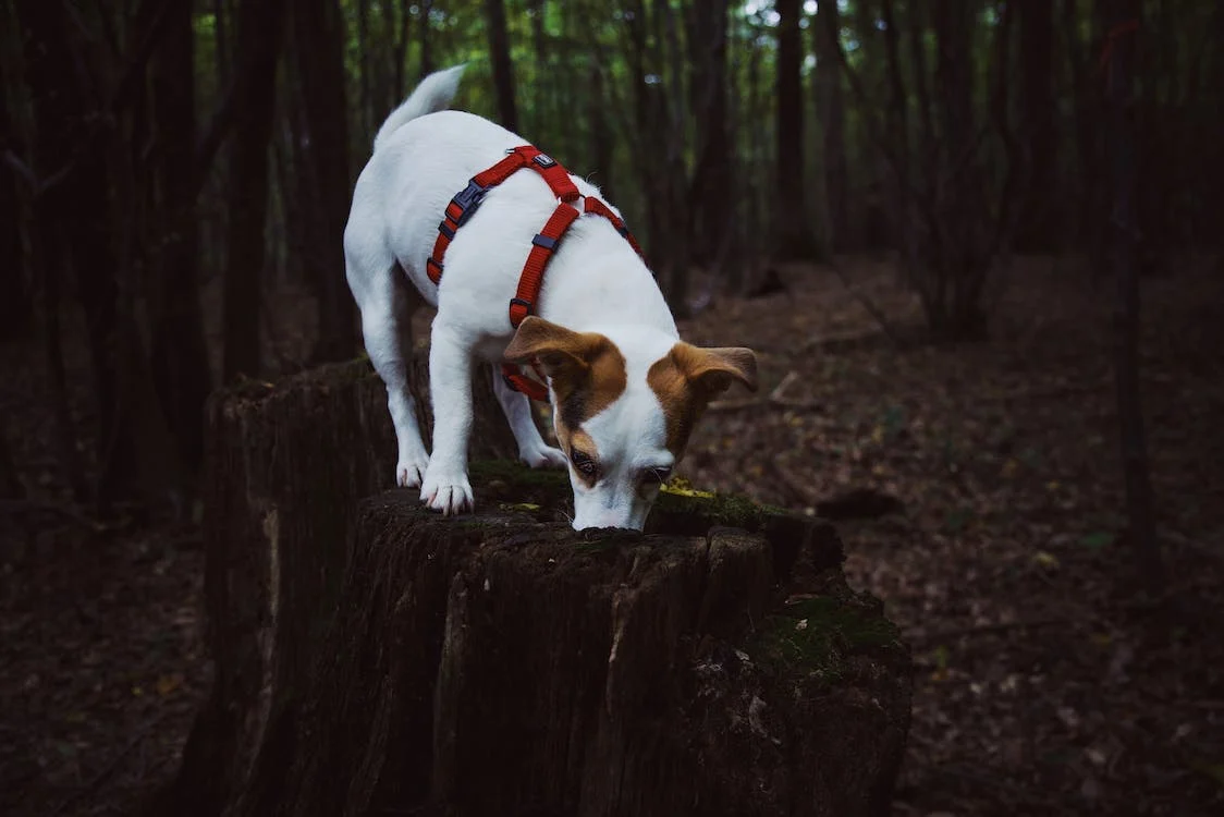 dog in dark