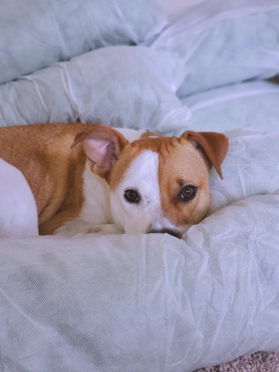 dog licks the blanket