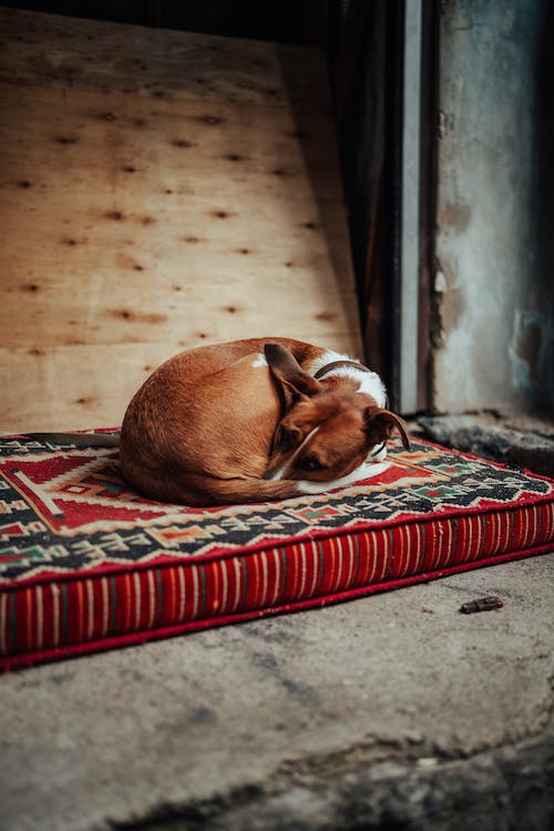 dog licks the blanket