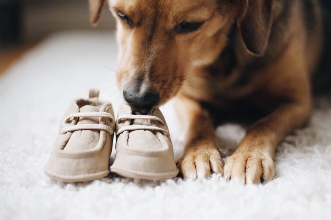 dog loves shoes