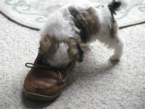 dog loves shoes