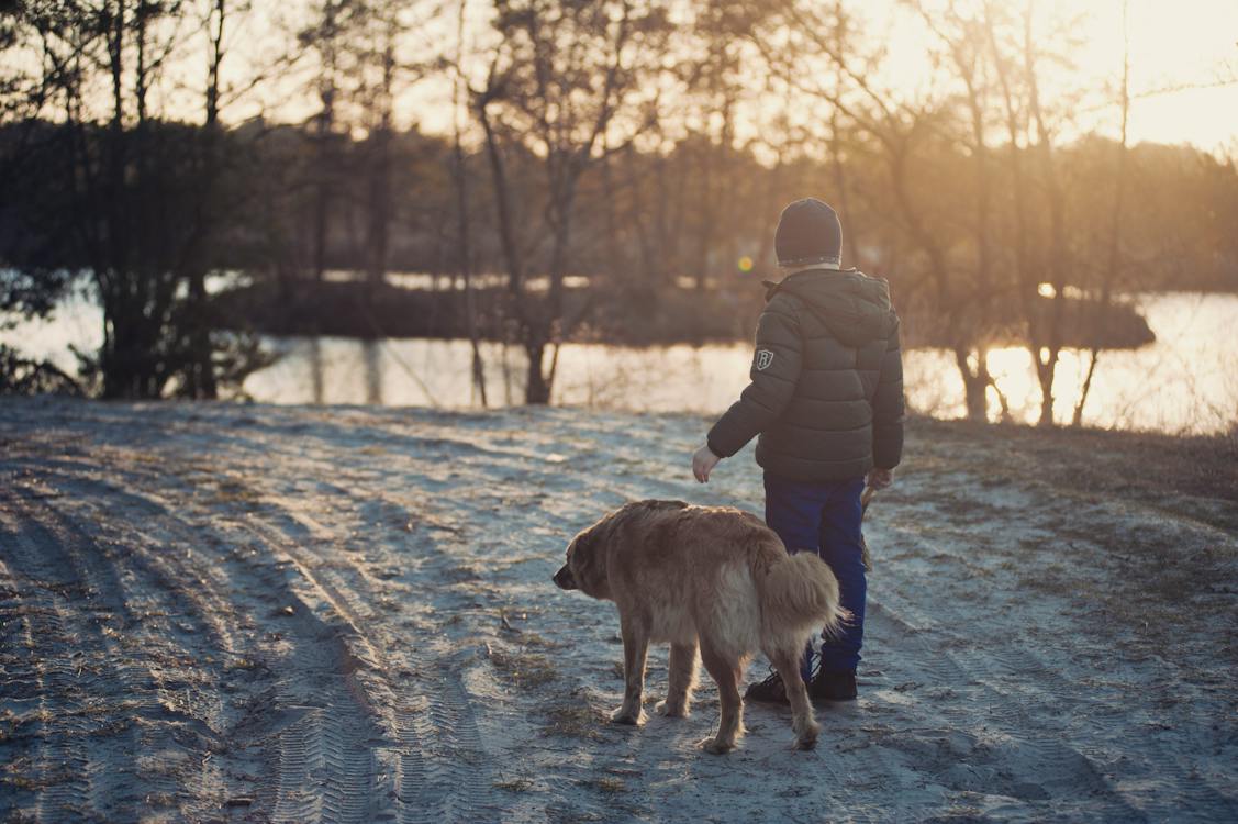 dog paces