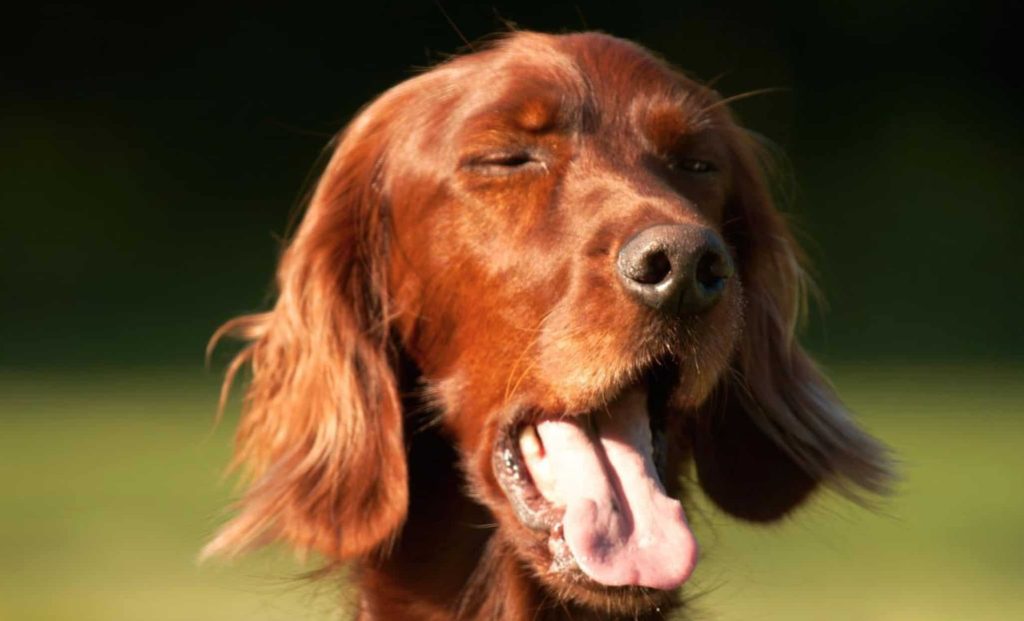 dog sneeze