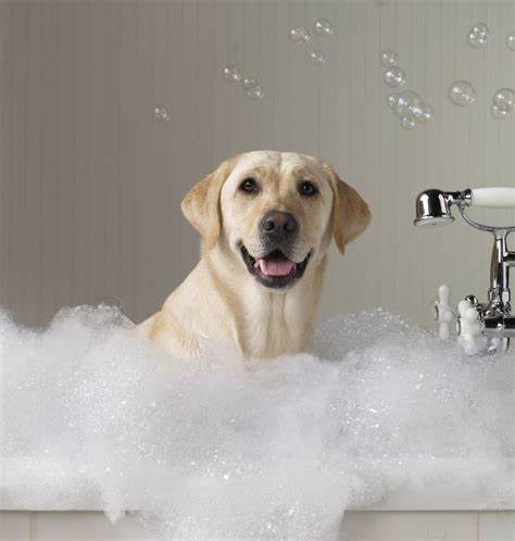 Dog taking a bath