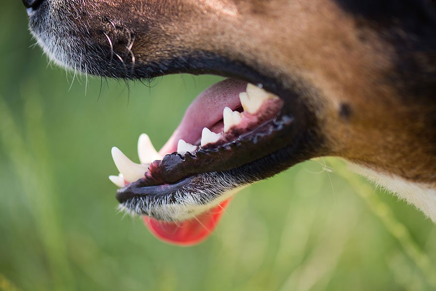 dog's teeth