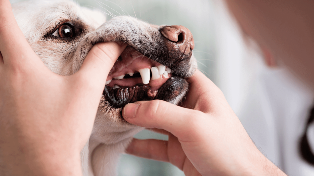 dog's teeth