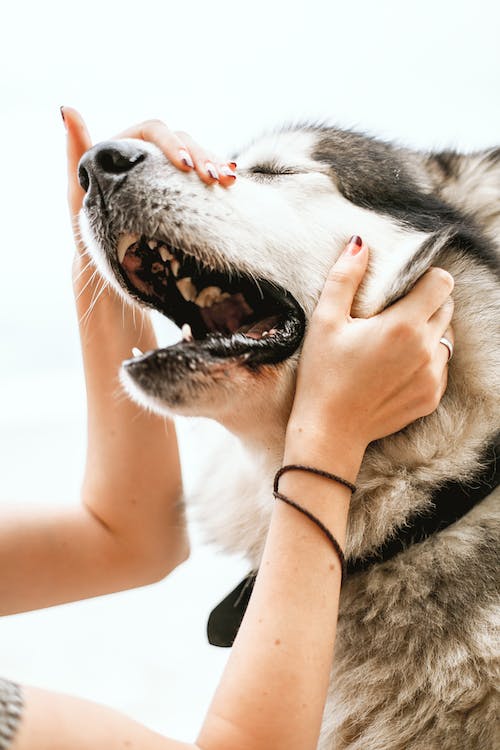 dog's teeth