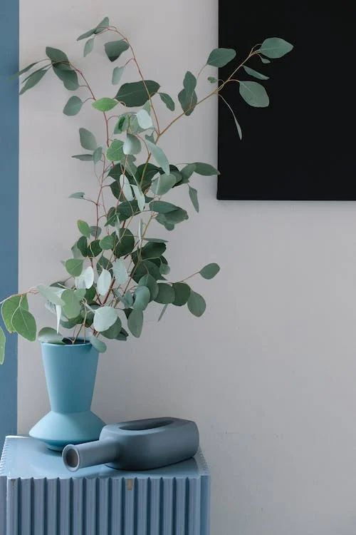 eucalyptus