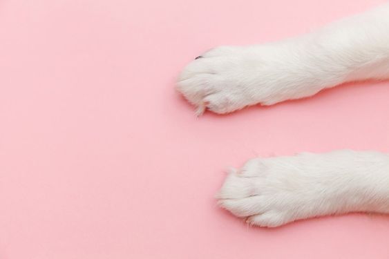 pink dog paw