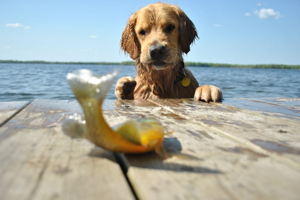 Dog Eats Fish
