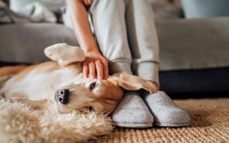 Dogs Lay on Your Feet