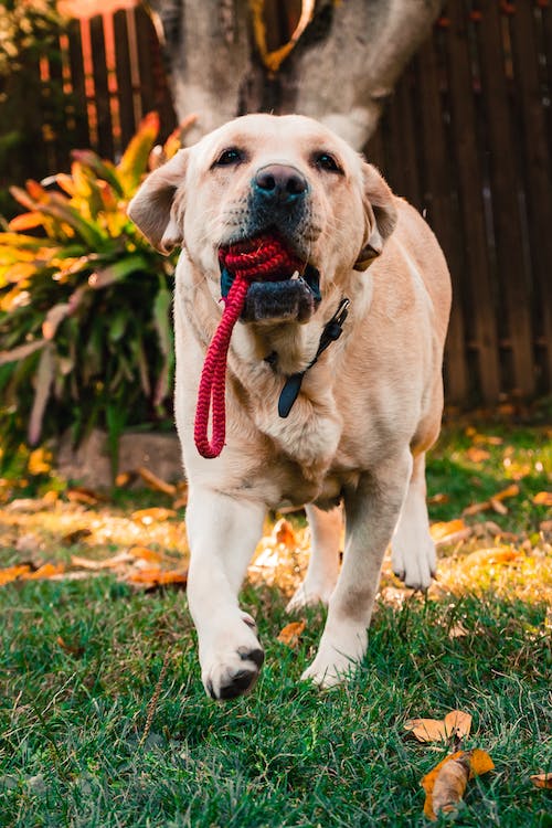 Labrador Retriever