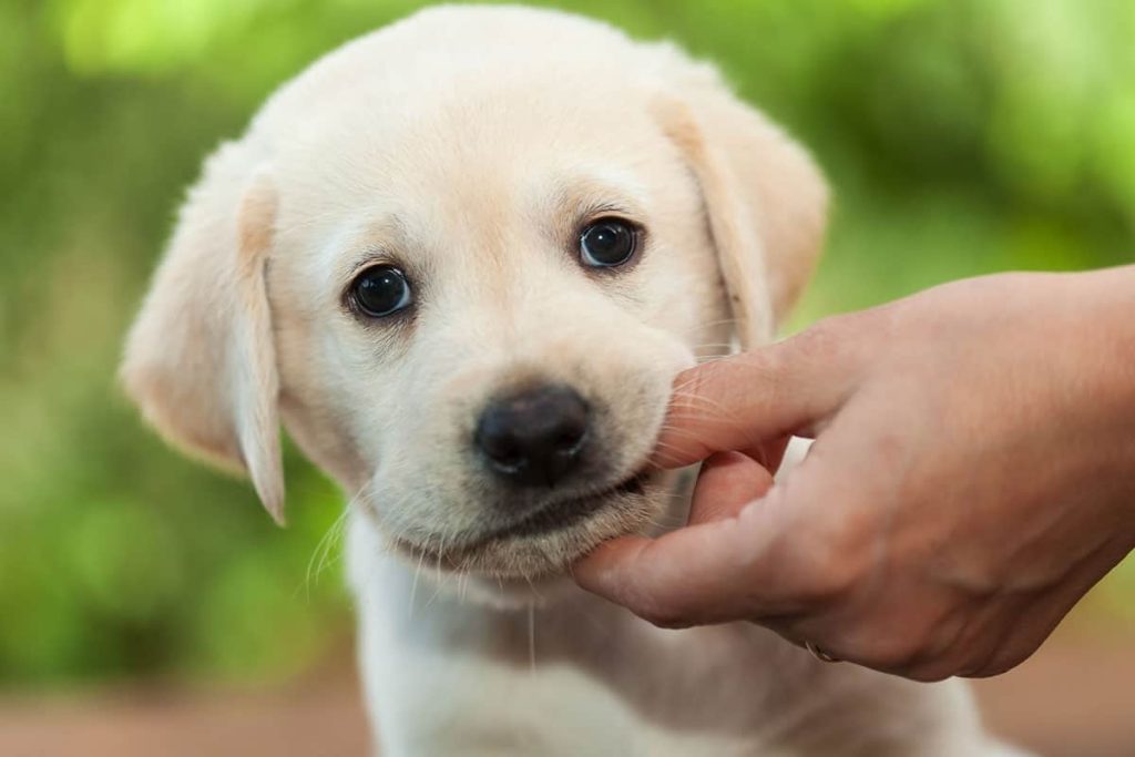 Puppy Teeth