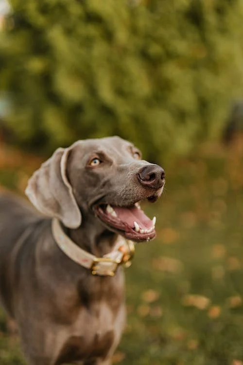 Weimaraner