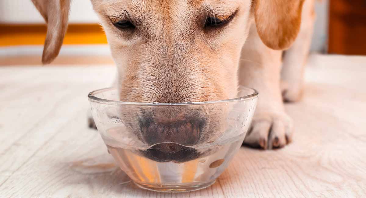 dog drinking water