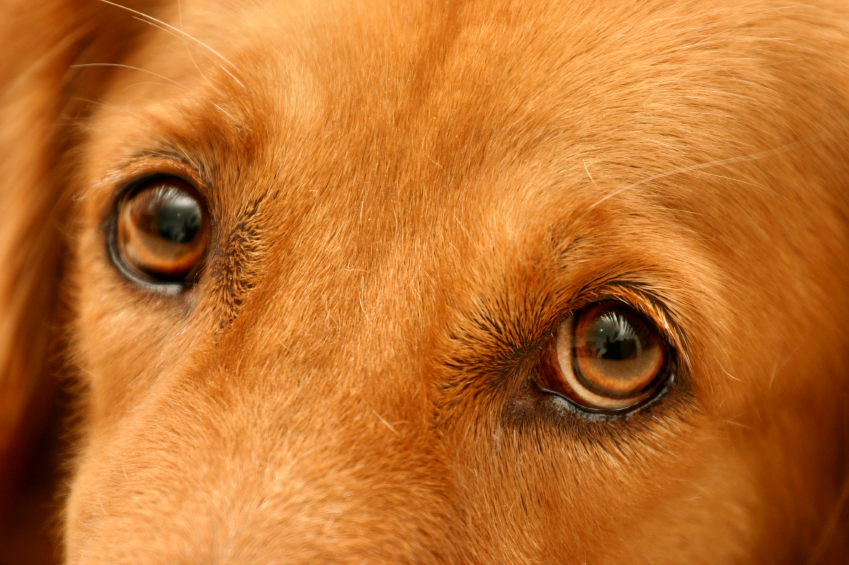 dog's eyes