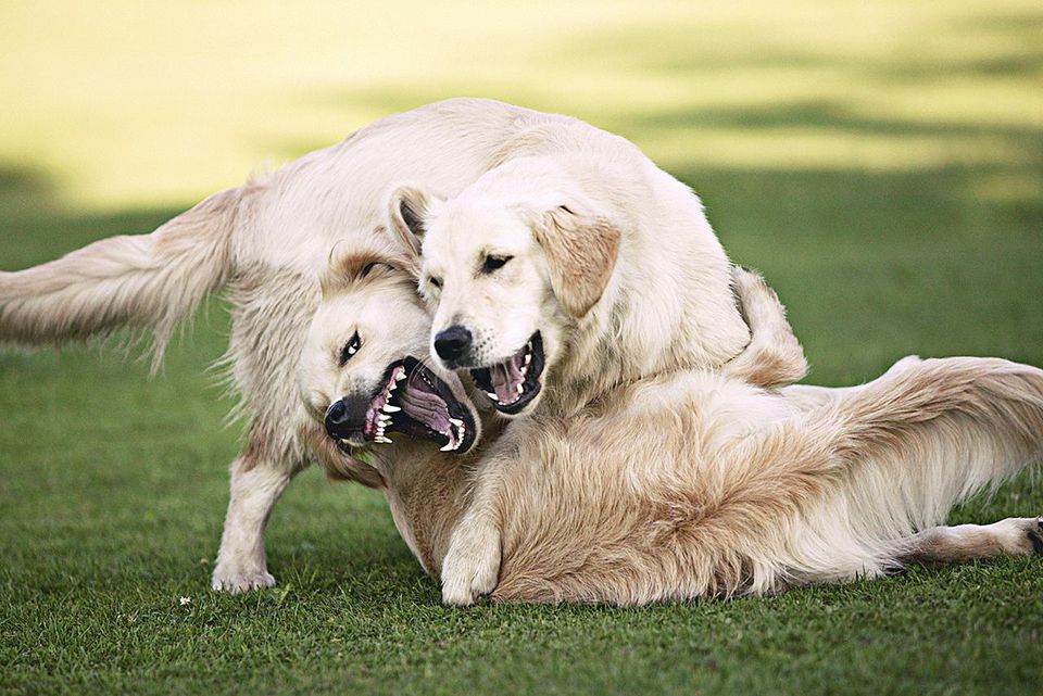 dogs fighting