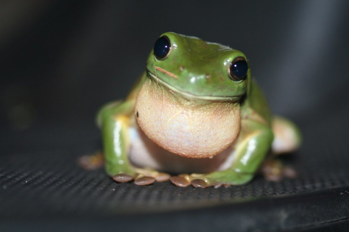 tree frog