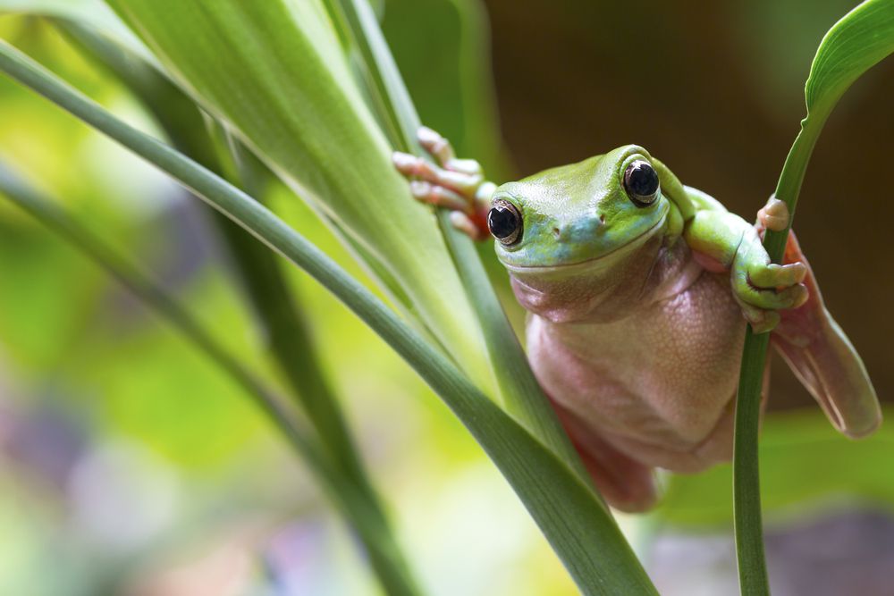 tree frog