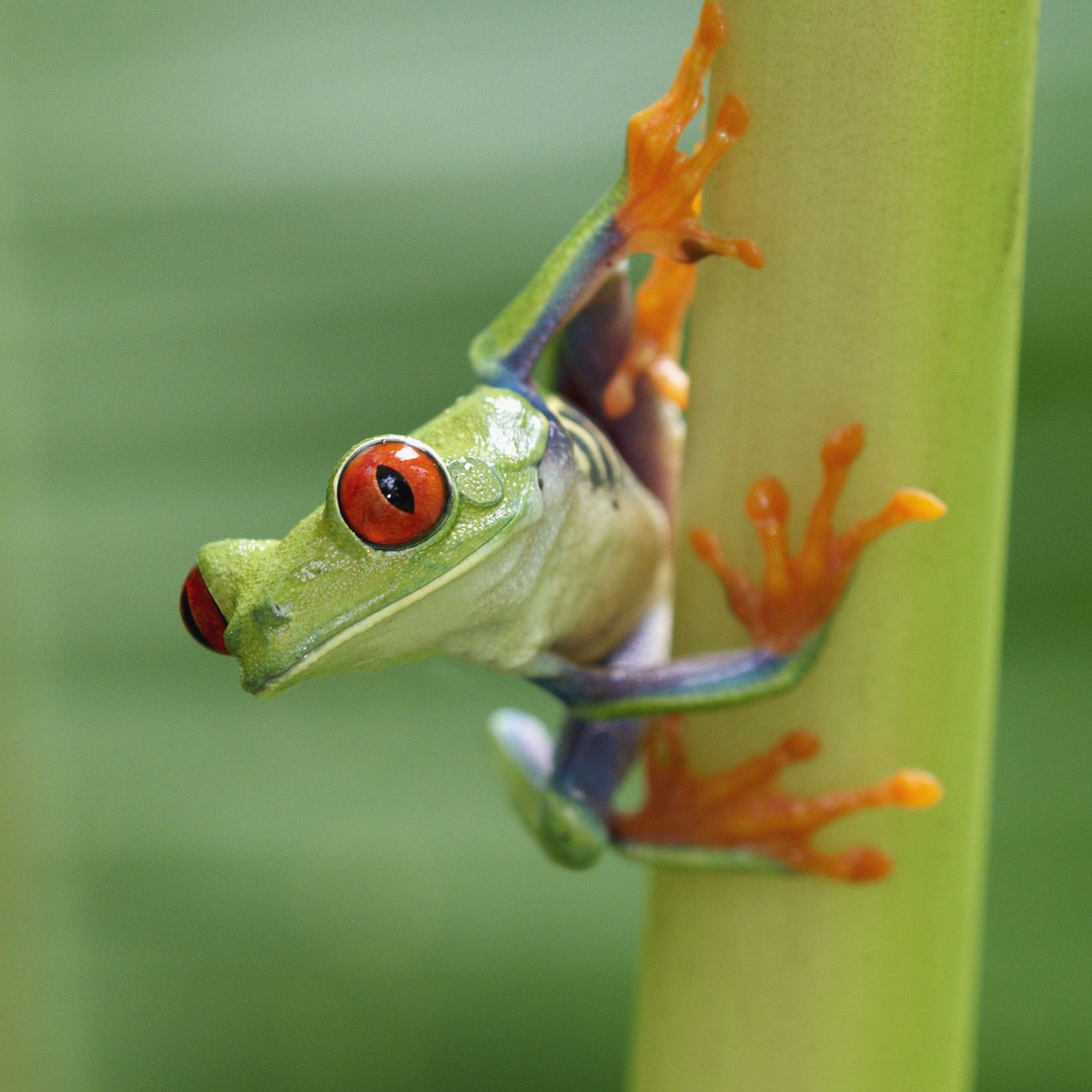 tree frog