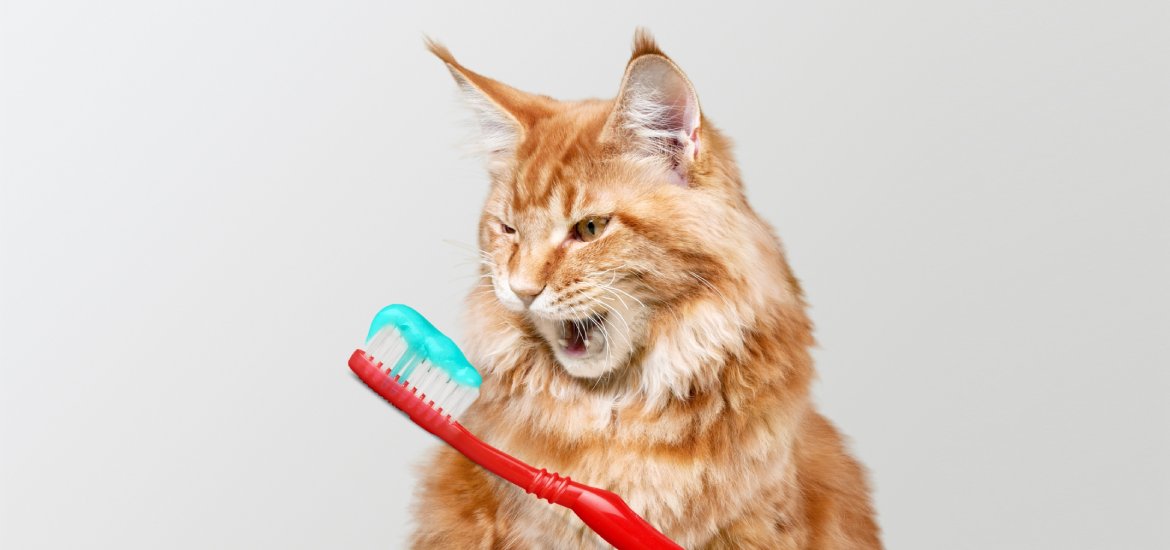 toothpaste for cats