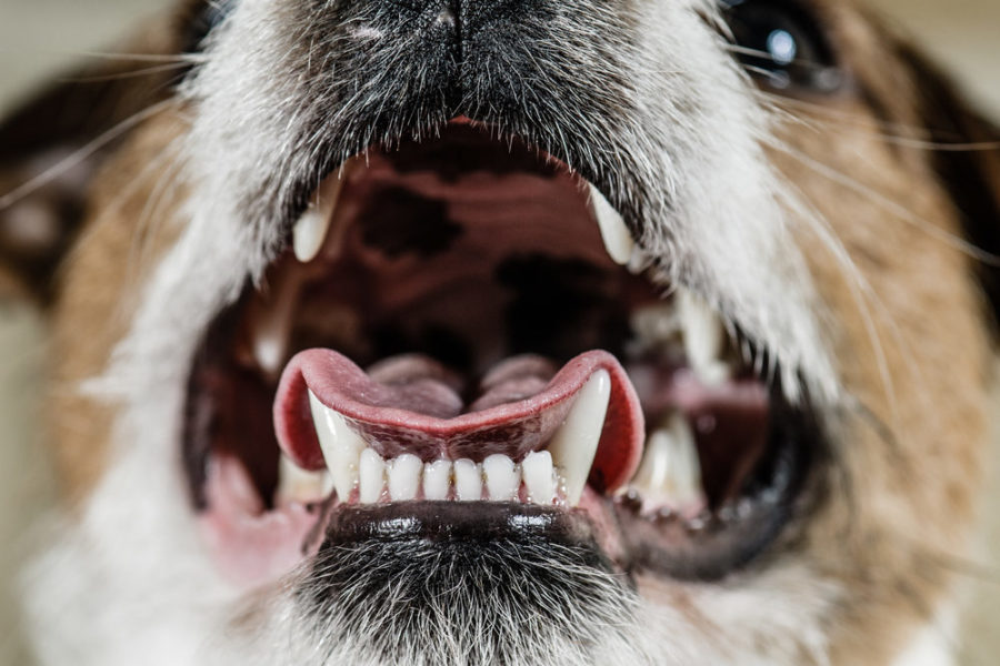 is human toothpaste safe for dogs