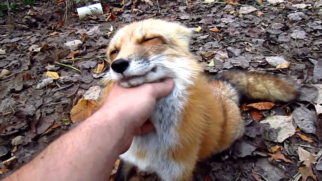 can a fox be a pet