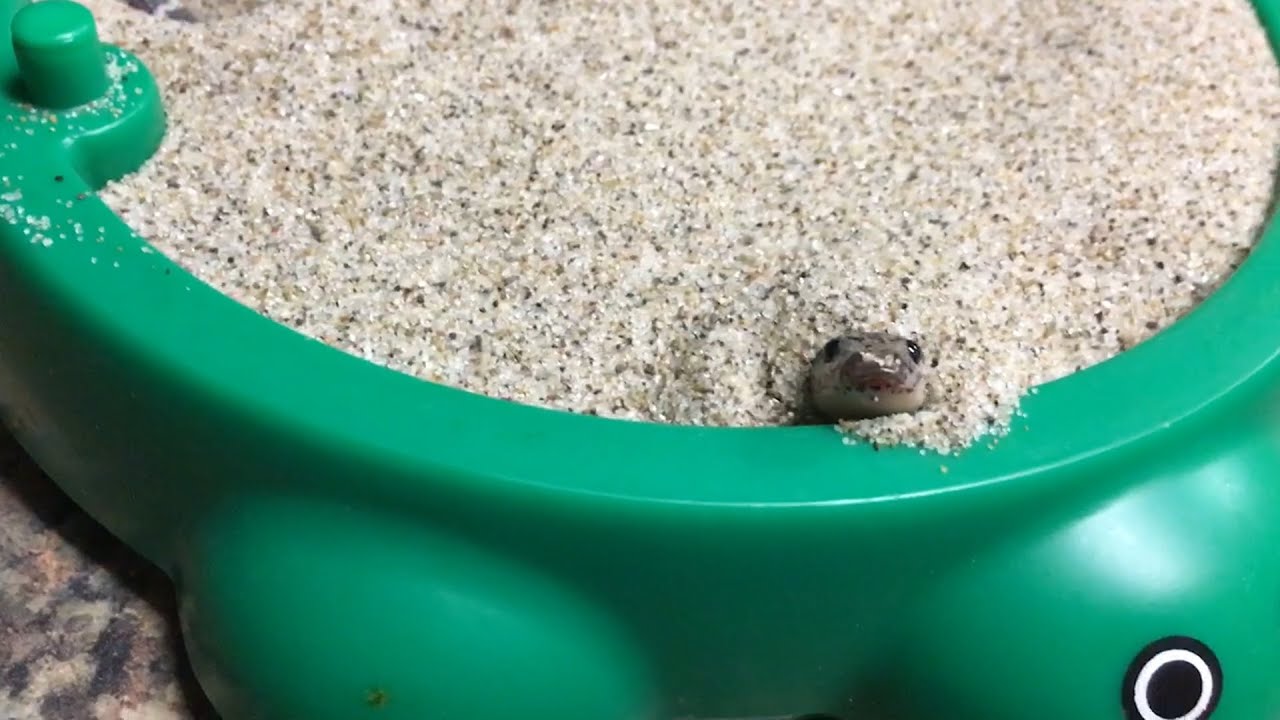 sand snake pet