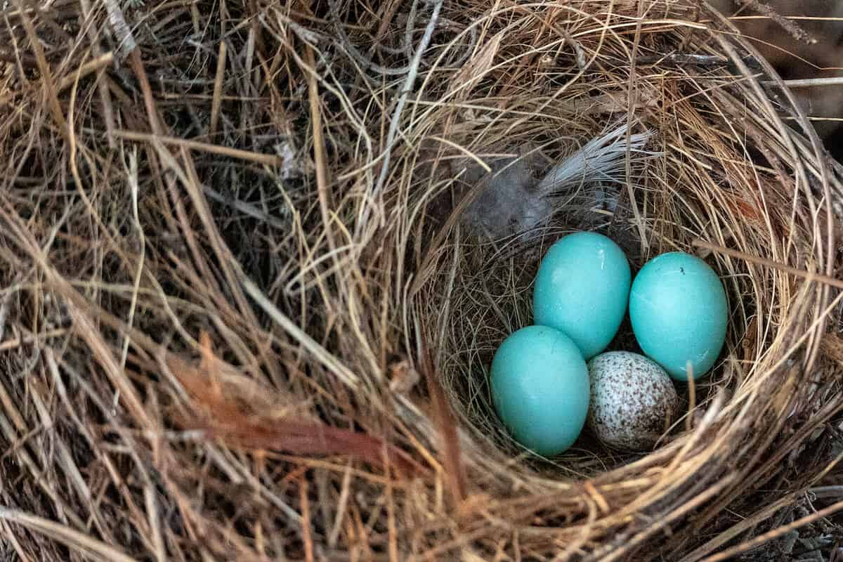 bird that lays eggs in other birds nest