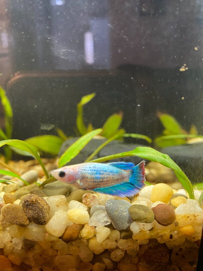 betta fish spitting out food